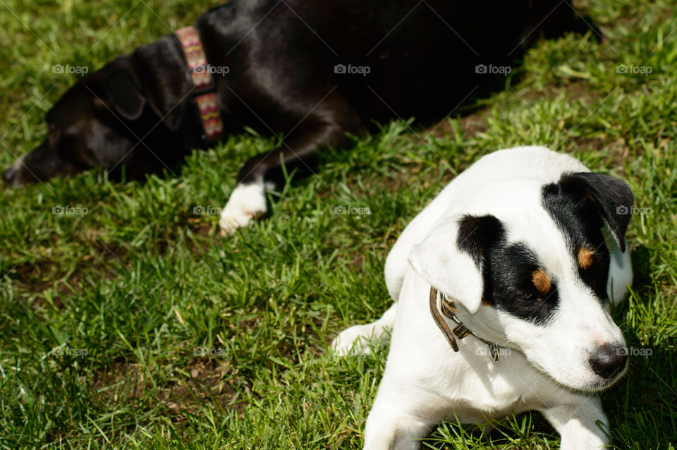 Two dogs relaxing in the sun together on a summer day animal body language and behavior pet portrait photography breed Jack Russell Terrier and Boxador