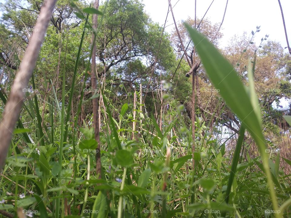 this is a close ground angle shot of the grass and weeds and other plant life growing