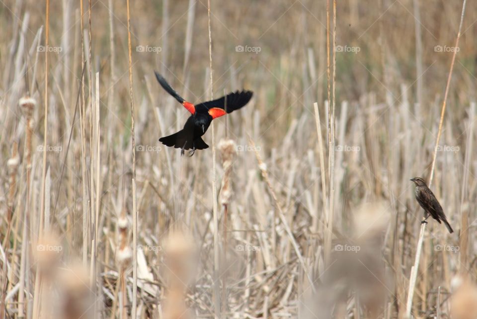 red-winged blackbird in flight