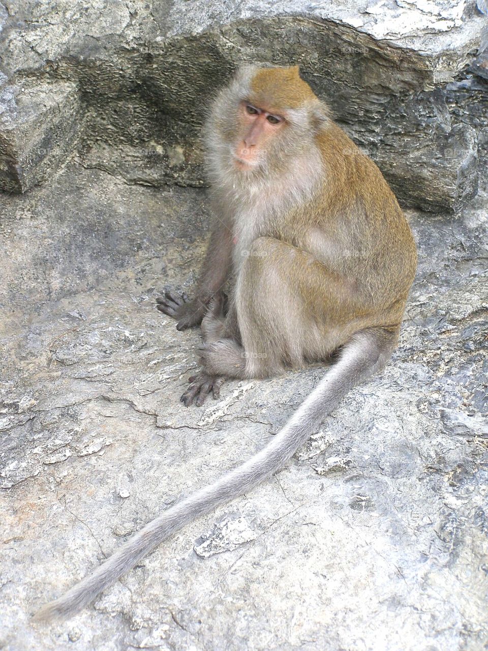 Thinking monkey