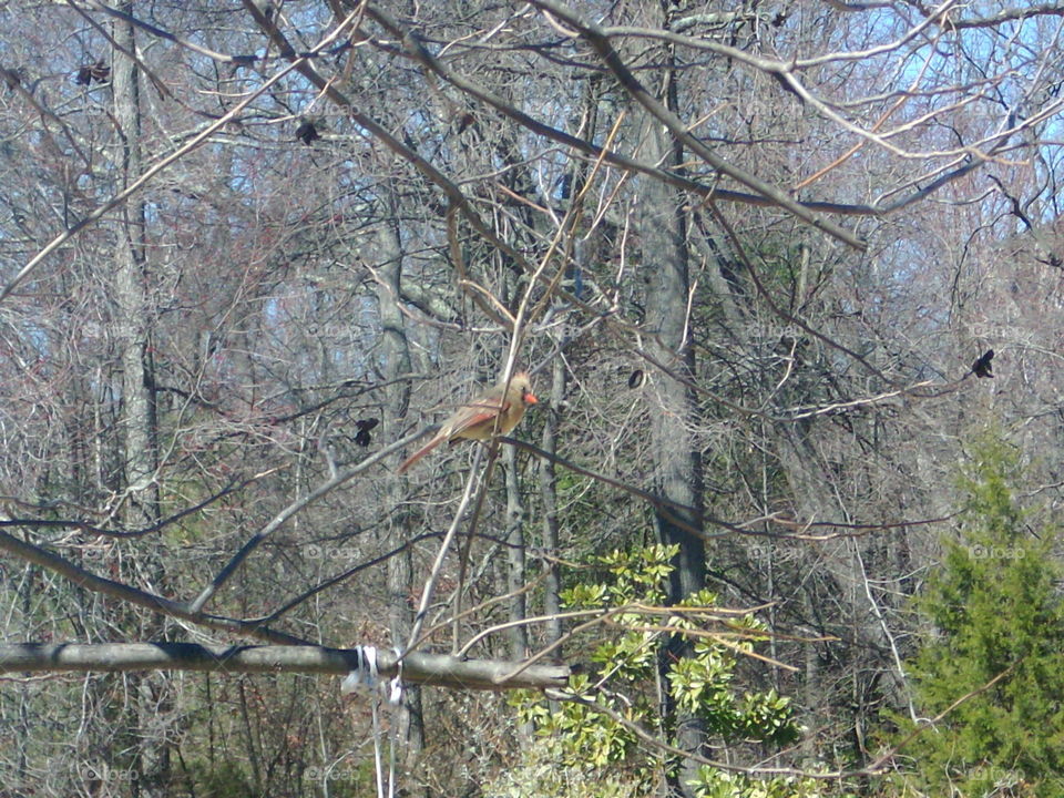 Female Cardinal