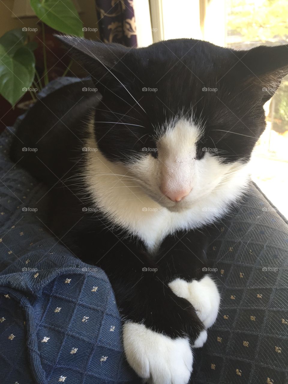 My beautiful tuxedo cat 