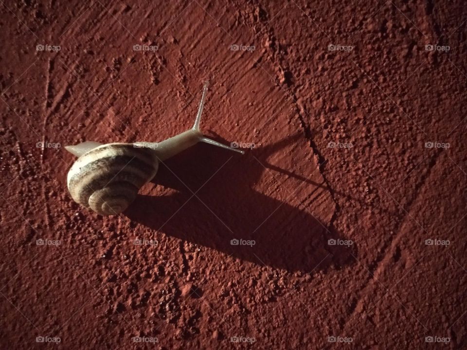 Snail and shadow