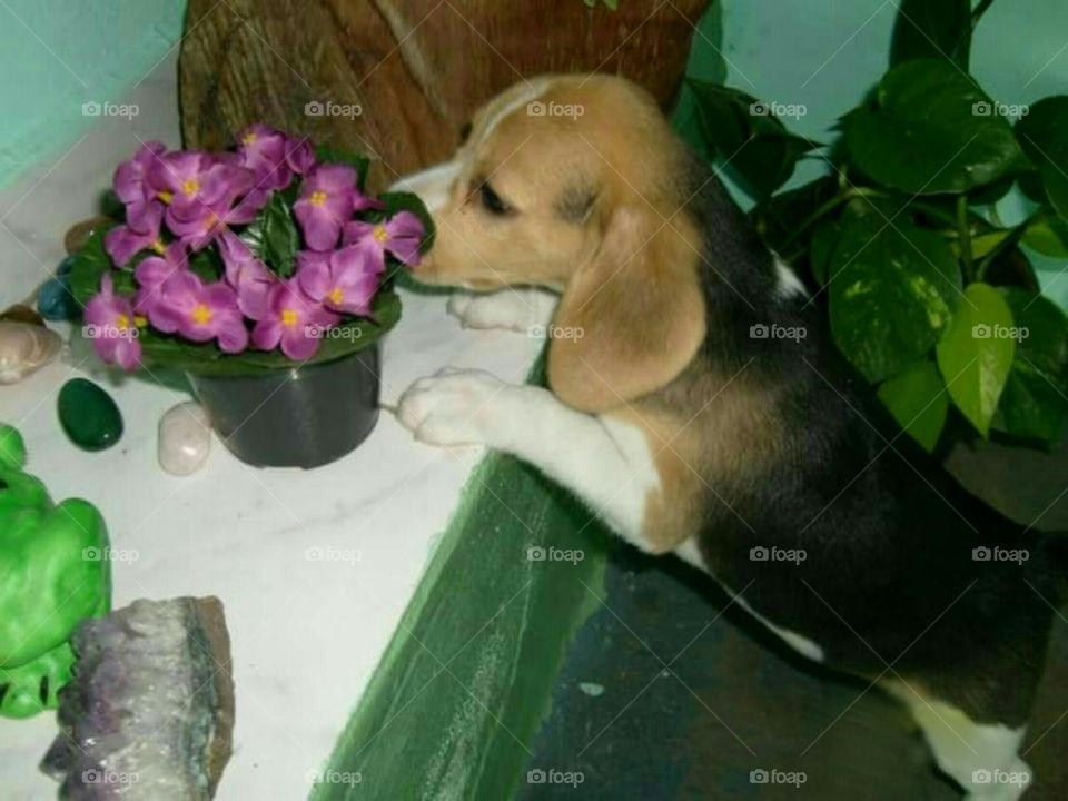 Puppy loves flowers