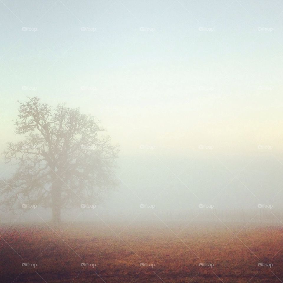 Misty tree