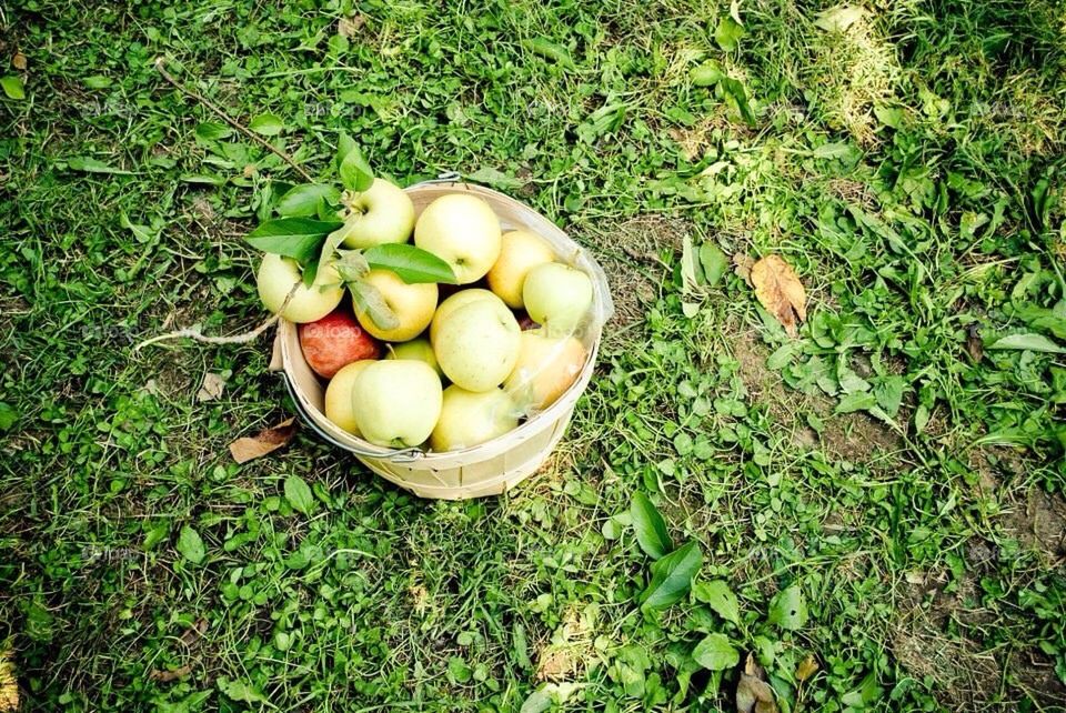 Apple orchard