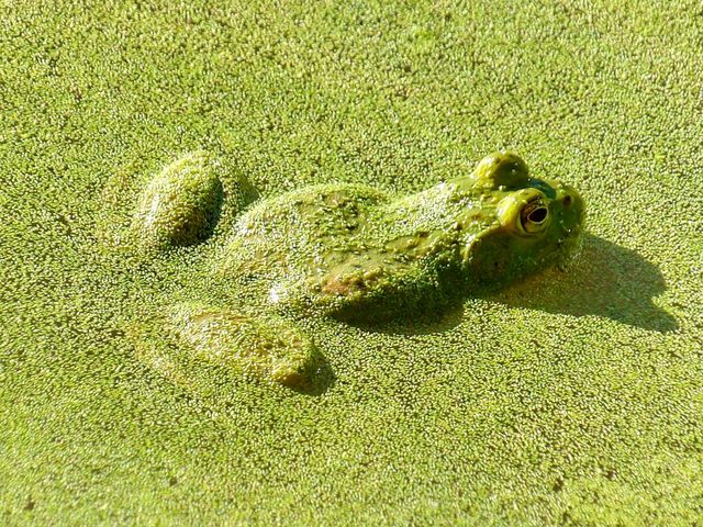 Bullfrog