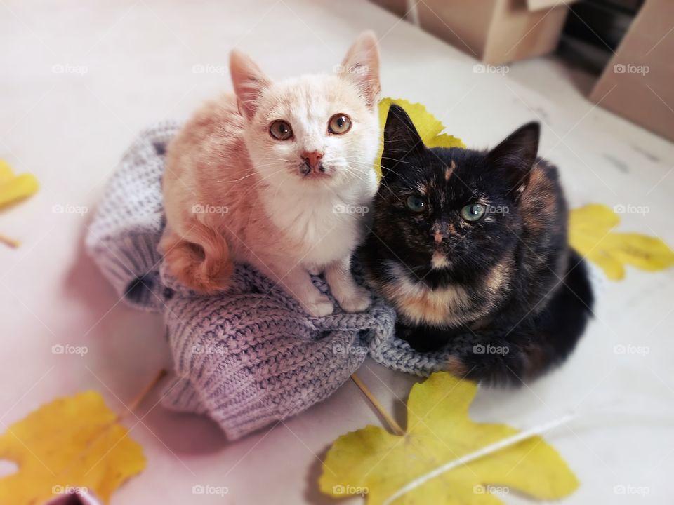 two kittens red and black sit on a warm sweater next to yellow leaves!