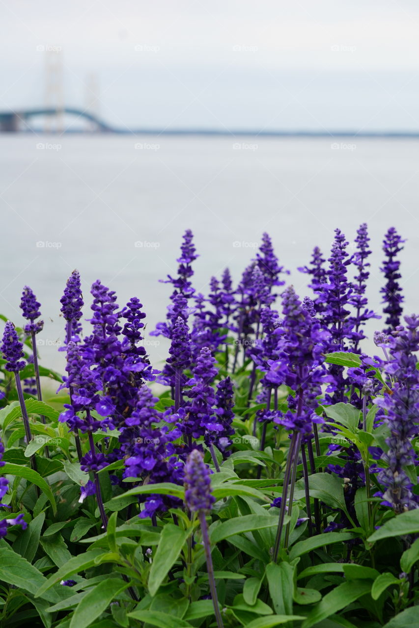 Flowery foreground, bridge-y background. 