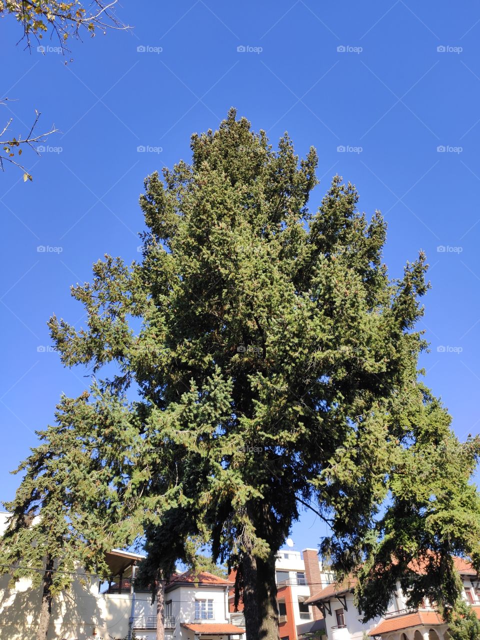 Pine tree canopy on sunny day in autumn