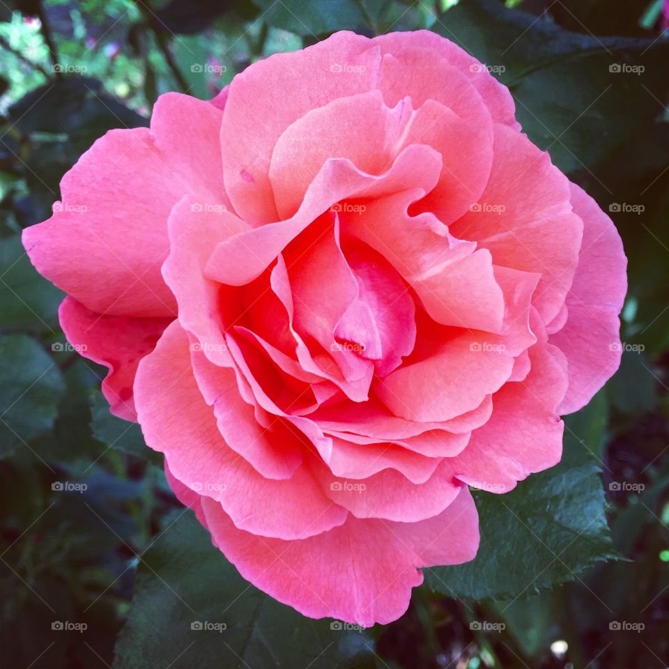 Close-up of pink flower