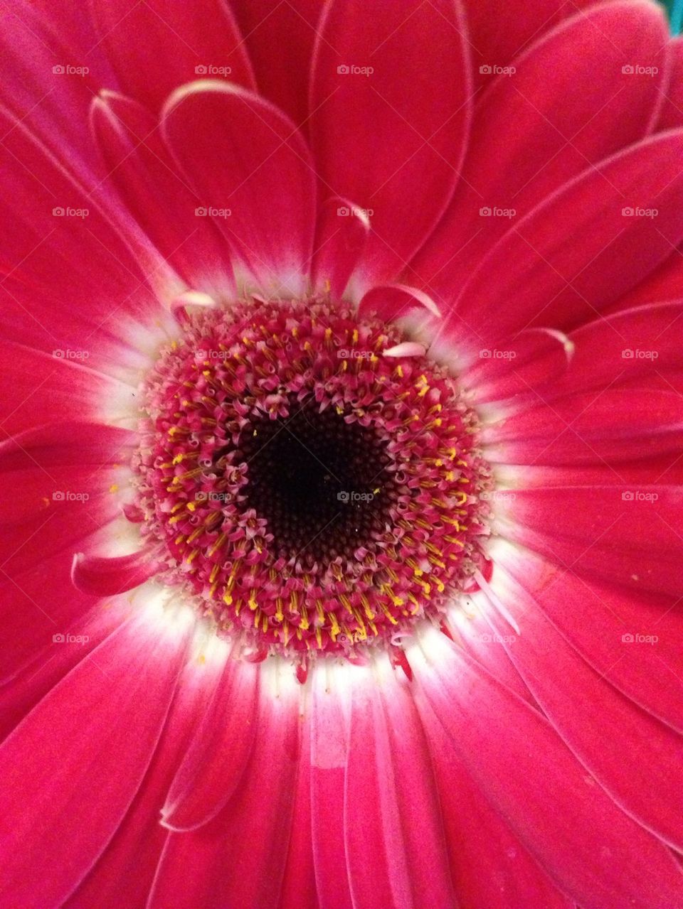 Close-up of a pink Gerber Daisy