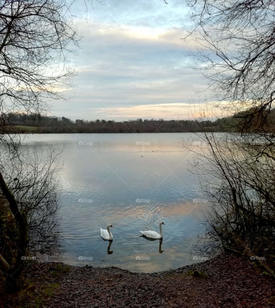 A pair of swans on a lake in Winter