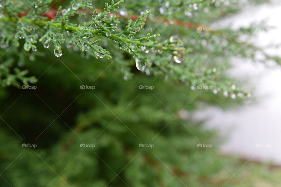under the rain. garden time