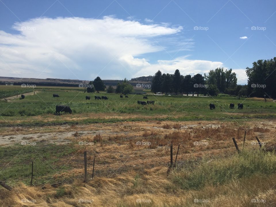 Landscape, No Person, Agriculture, Cropland, Grassland