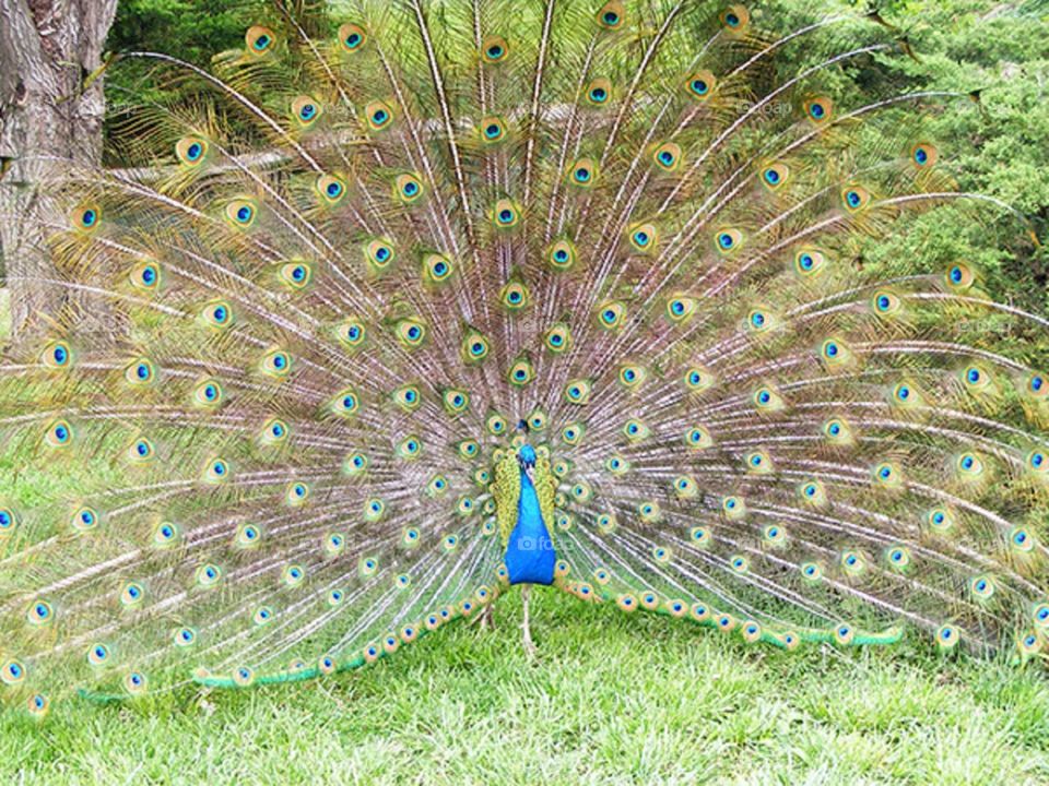 Peacock in Bloom