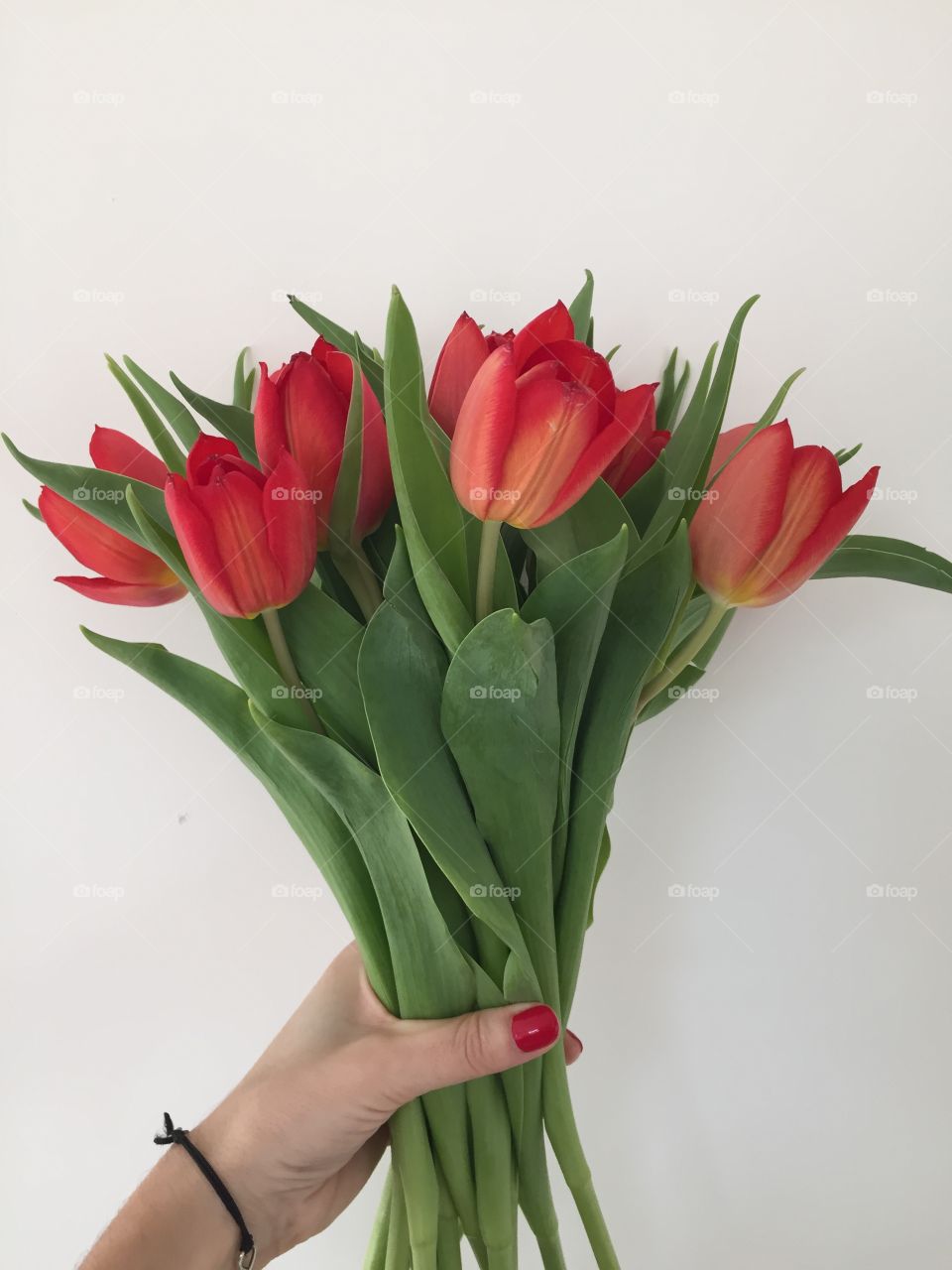 Red tulips