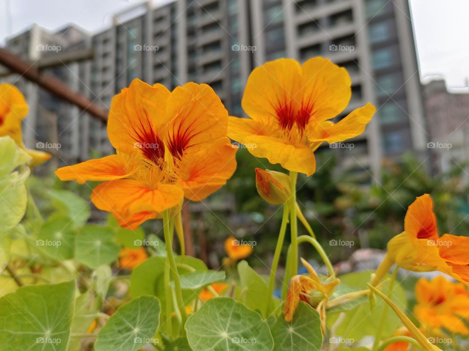 Garden Nasturtium