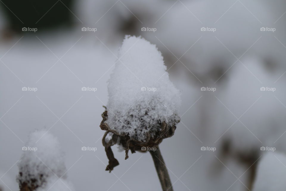 frozen flower