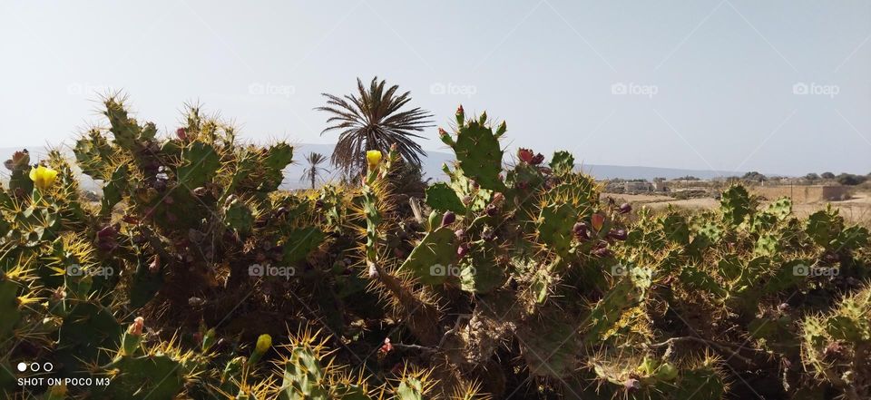 beautiful green cactus essaouira rural in Morocco.