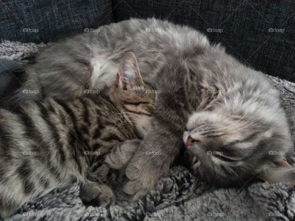 Two of our three cats Leo and Tusse. Both had a rough start living outdoors and not being cared for. We have adopted all cats and they are adorable both to people and to each other. 😻😻😻😻😻