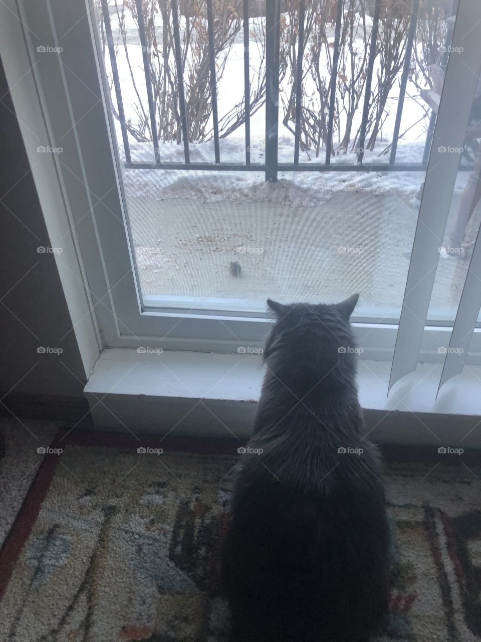 Cat find mouse feeding on bird seed and nothing happens 