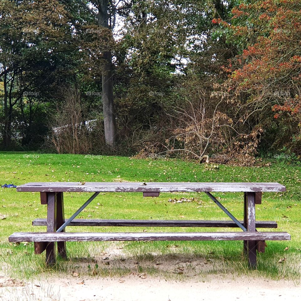 Nice bench along a lake on the lawn. The Netherlands.