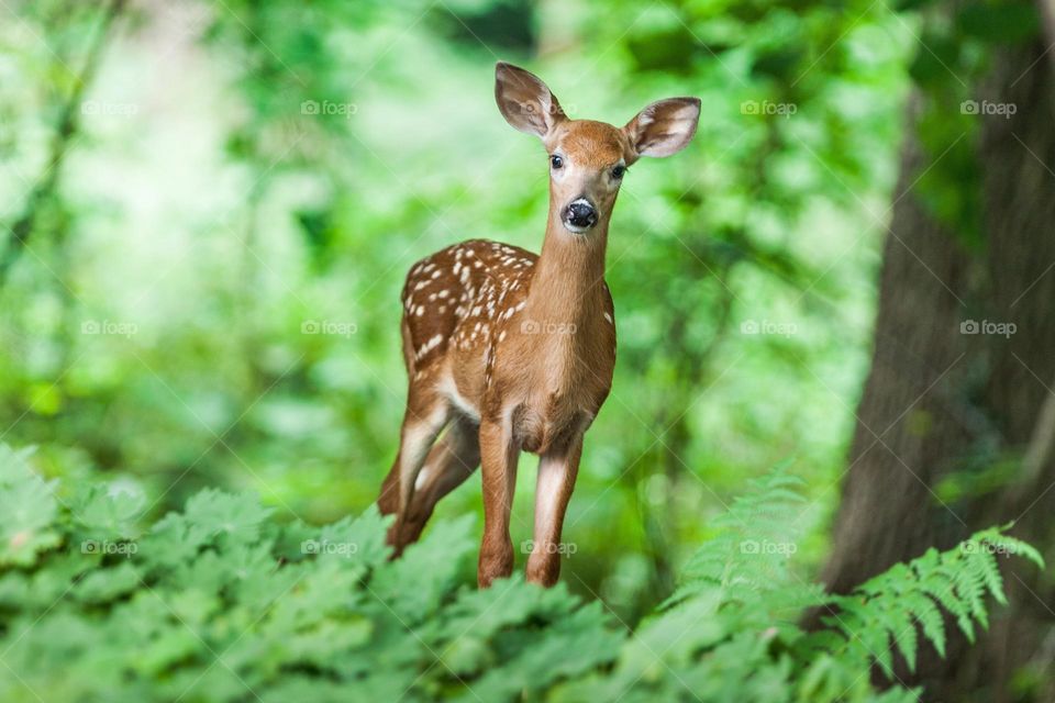 Beautiful skika deer