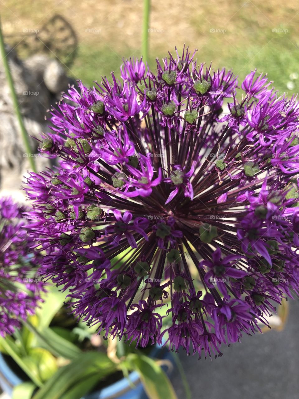 Allium