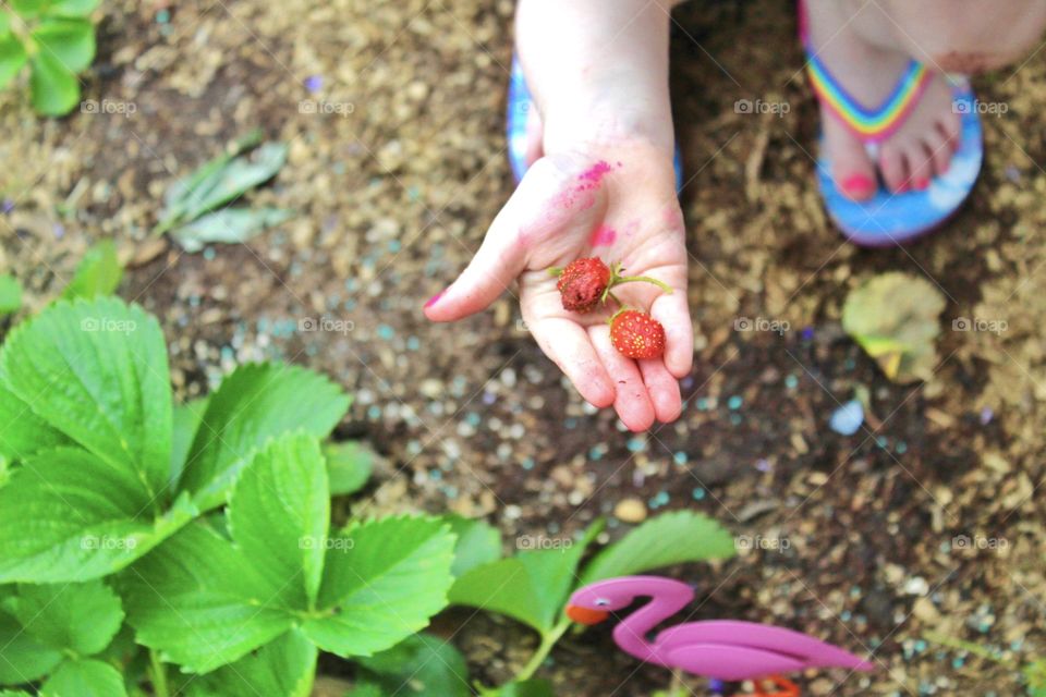 Strawberries 🍓