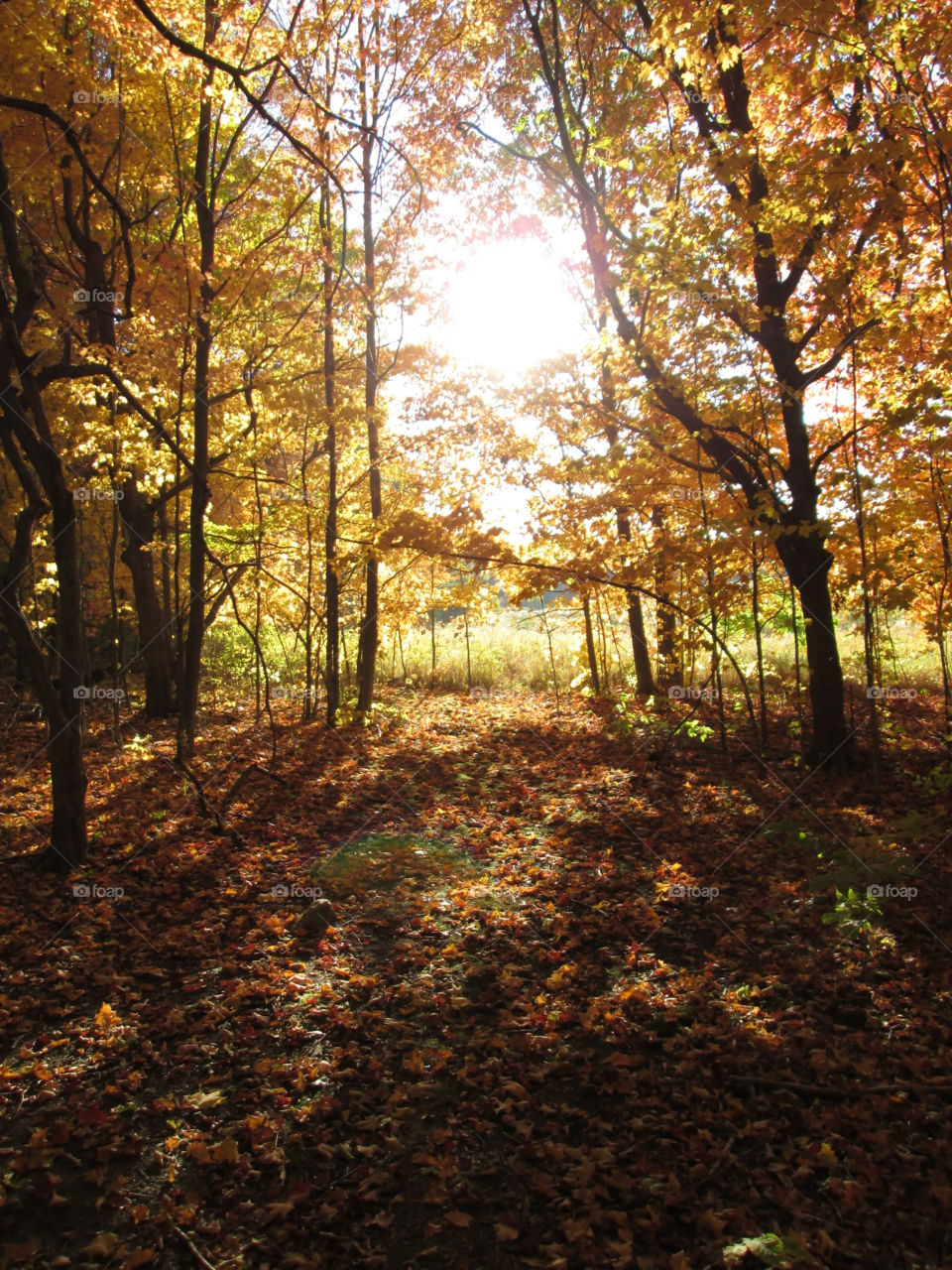 nature sun trees sunlight by ashley77