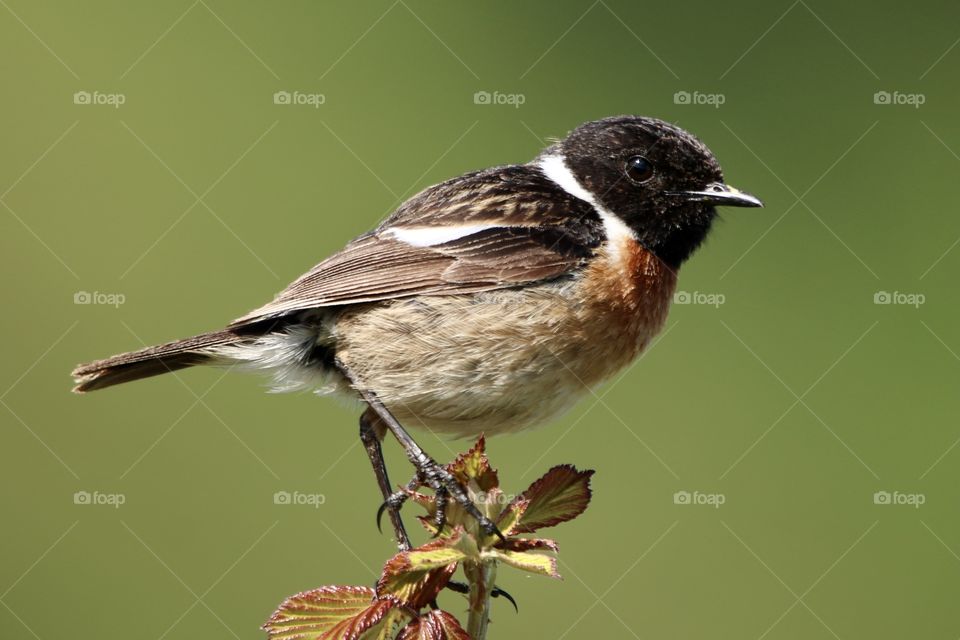 Stonechat 