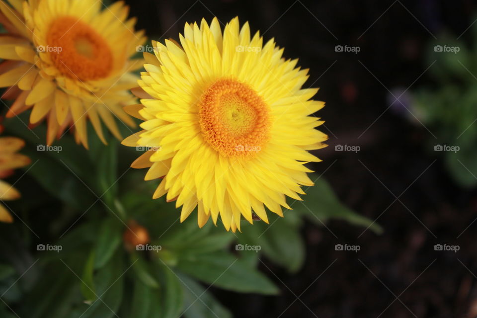 Small Sunflowers