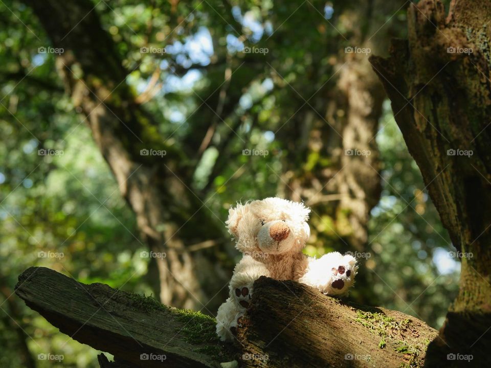 Play of light in the forest