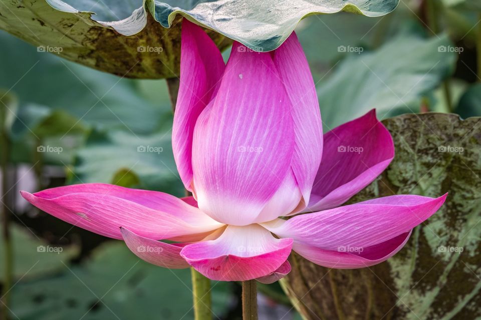 Pink lotus