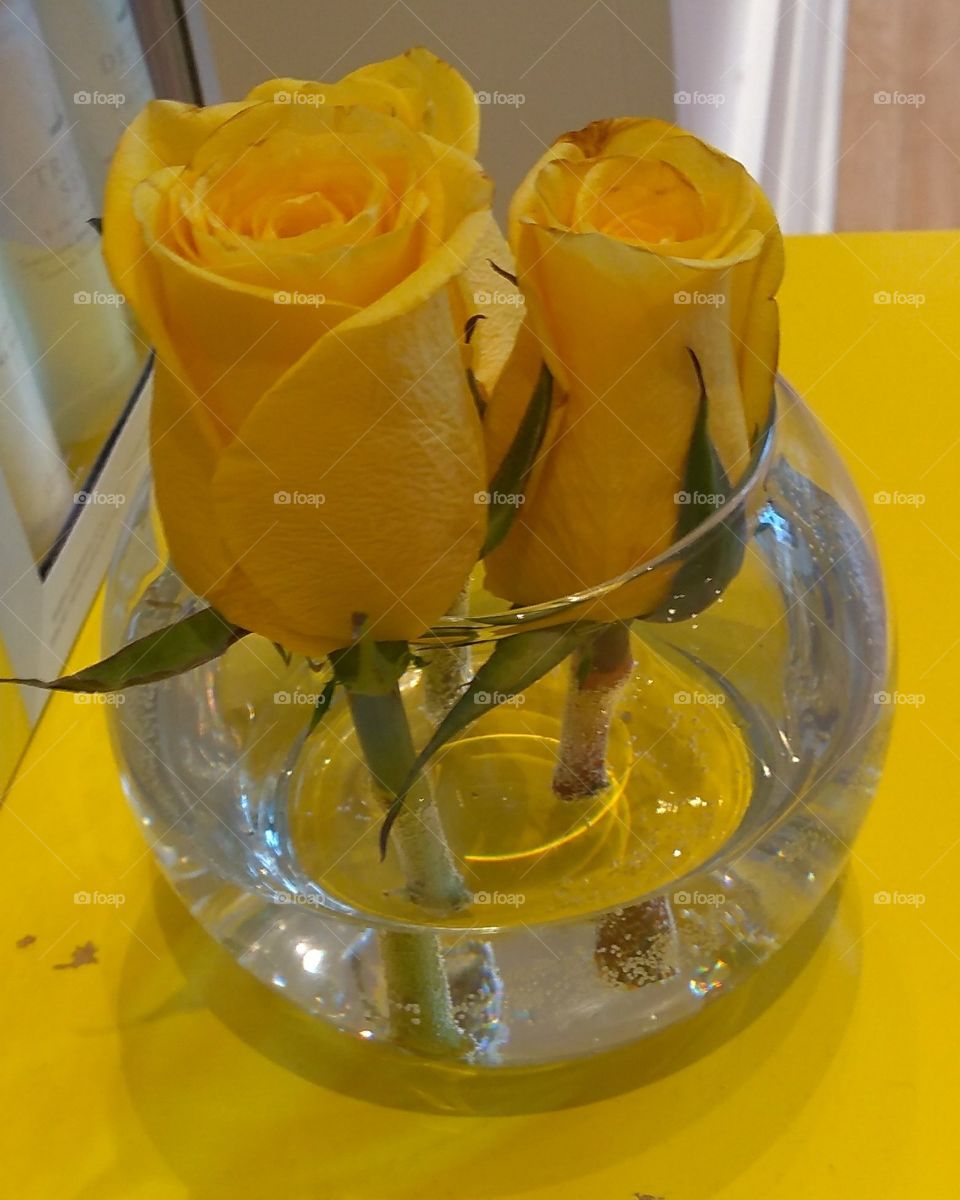 Bright Yellow Roses