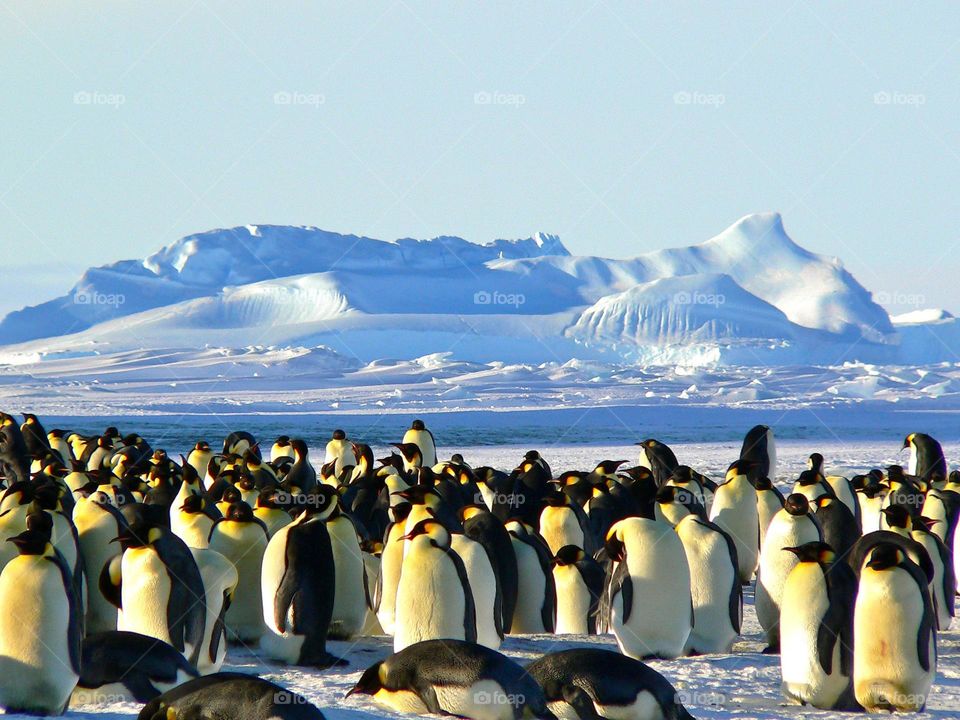 Great shot of a colony of Emperor Penguins.  All proceeds go towards the conservation of endangered species.