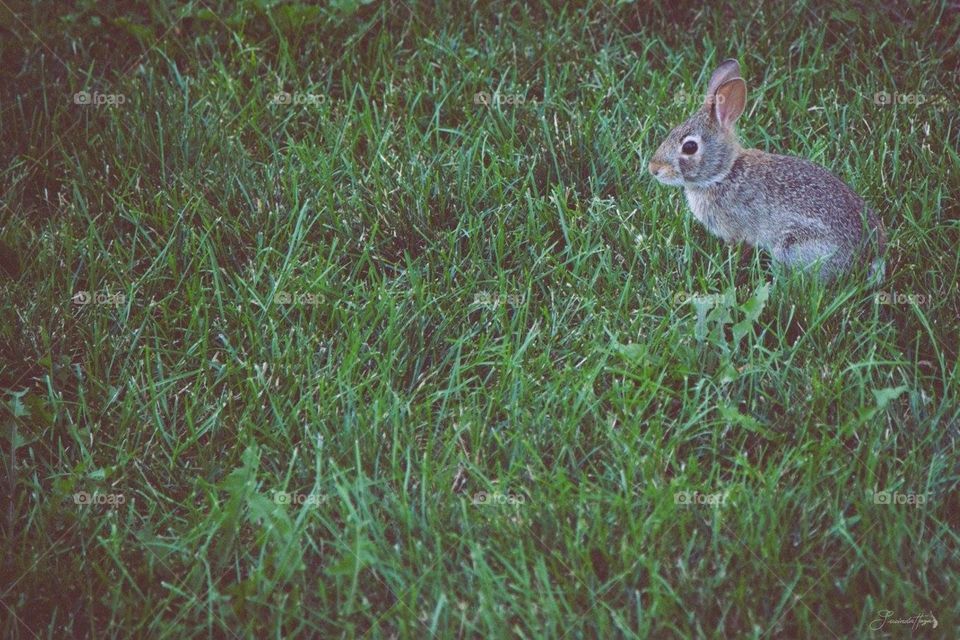 There are a lot of rabbits around Loyola university, couldn't avoid not taking one 
