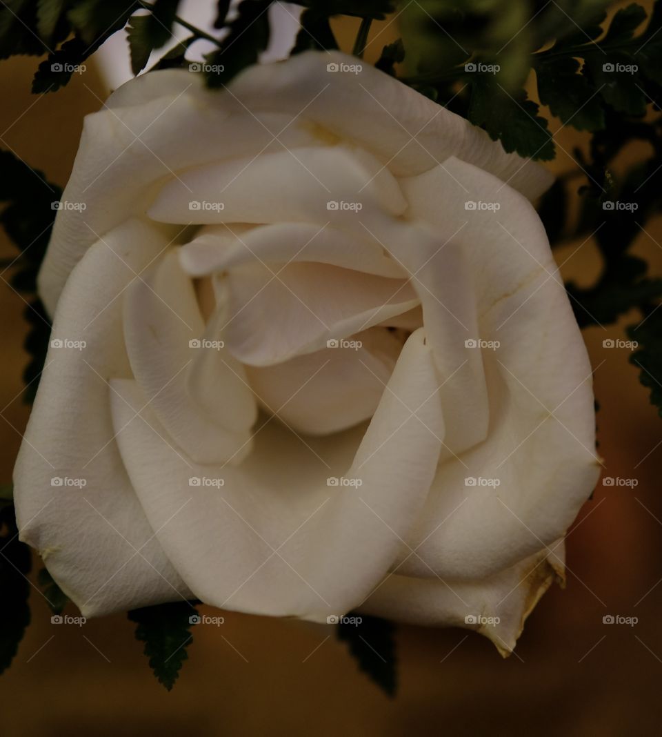 Rose
White rose
