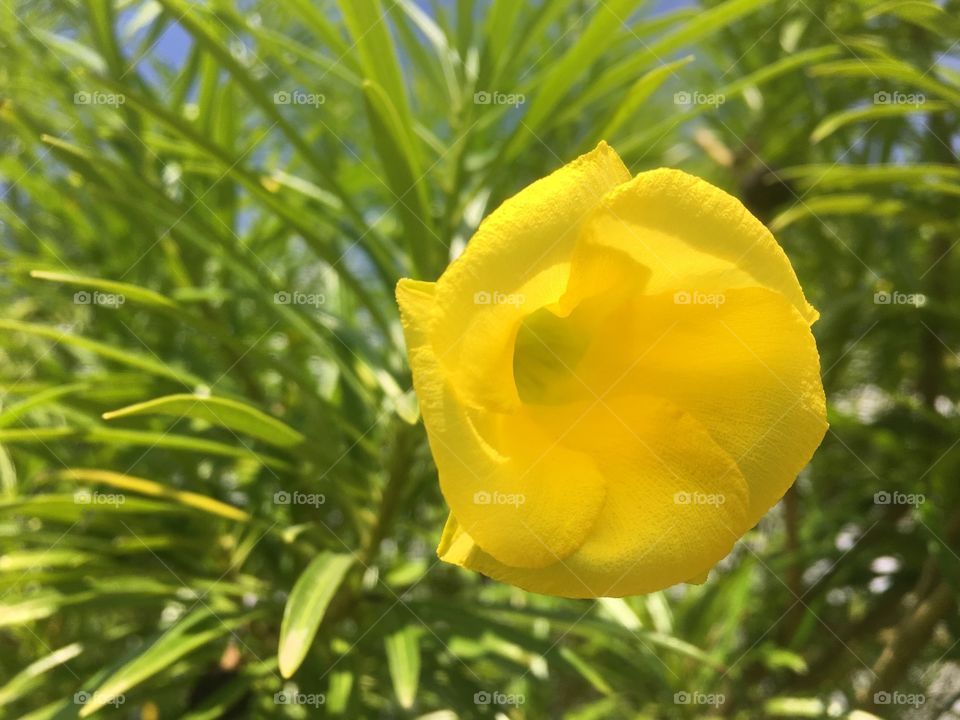 Close up of a delicate yellow flower
