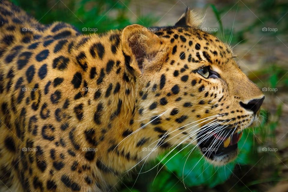 Leopard