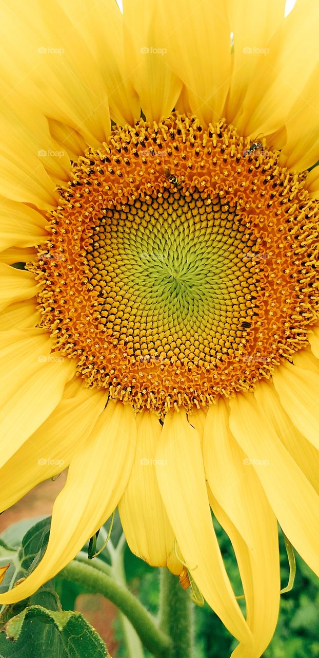 sunflower. yellow flower.