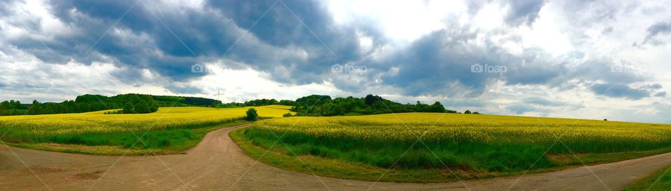 Fields of vibrant, yellow rapeseed in Germany