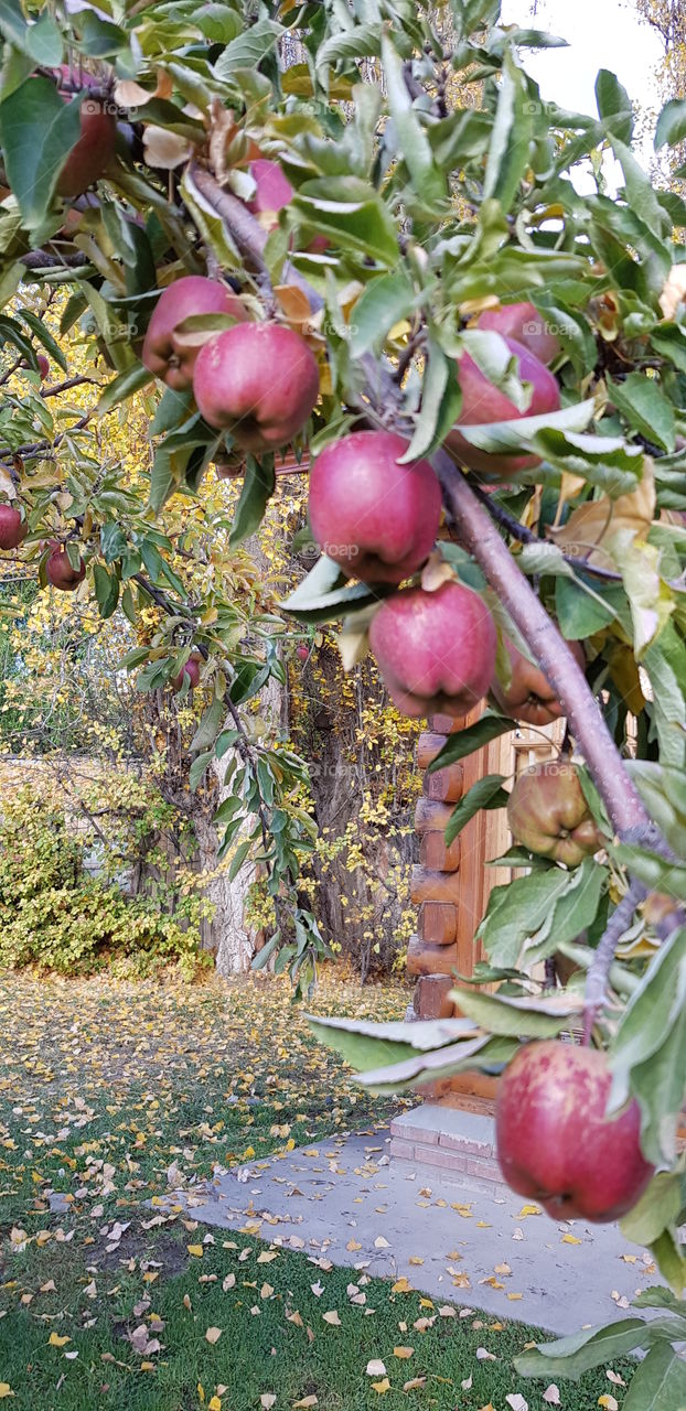 Several red apple stalks on my doorstep decorate my garden