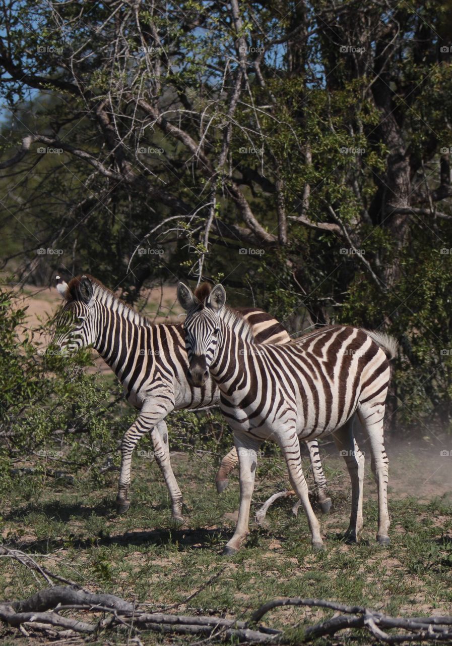 Young Zebra colts being playful