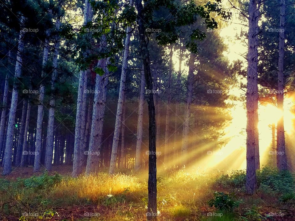 sunrise in the forest Wisconsin
