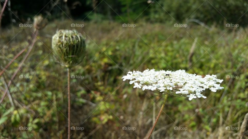 Nature, Flower, No Person, Flora, Outdoors