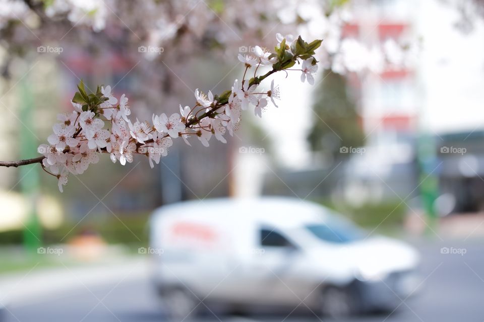 Cherry blossom in town 