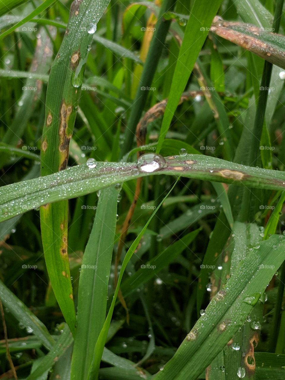 Drops of dew on grass