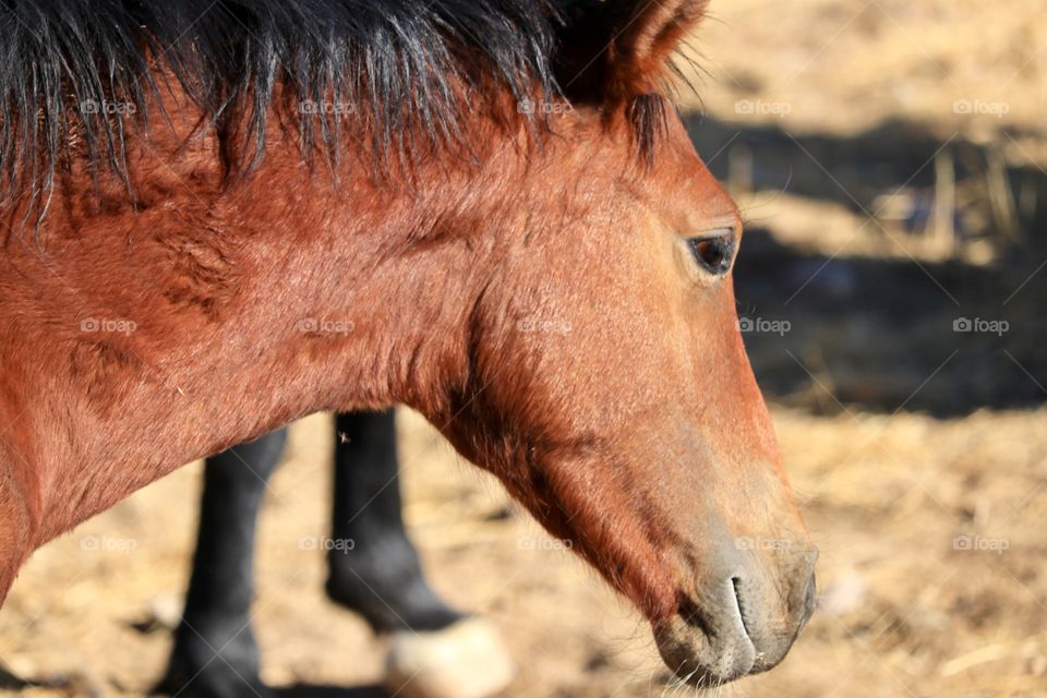 Chestnut coloured wild mustang horse colt in the high sierras of Nevada 